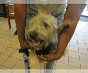 Brussels Griffon-Unknown Mix Dogs for adoption in Ocala, FL, USA