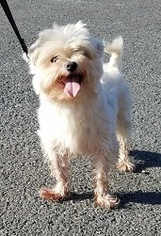 Maltese Dogs for adoption in Dellslow, WV, USA