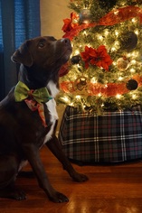 Beagle-Chocolate Labrador retriever Mix Dogs for adoption in Santa Fe, TX, USA