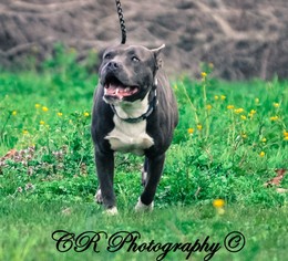 American Pit Bull Terrier-American Staffordshire Terrier Mix Dogs for adoption in Millington, TN, USA