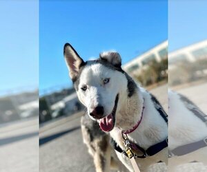 Huskies -Unknown Mix Dogs for adoption in San Francisco, CA, USA