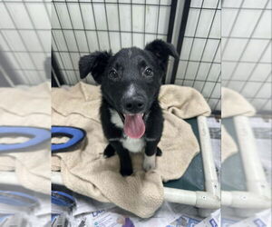 Australian Shepherd-Unknown Mix Dogs for adoption in Mukwonago, WI, USA