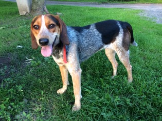 Bluetick Coonhound Dogs for adoption in Potsdam, NY, USA
