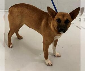 Australian Kelpie-Unknown Mix Dogs for adoption in Conroe, TX, USA