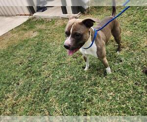 Mutt Dogs for adoption in Temple, TX, USA