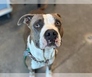 American Staffordshire Terrier-Unknown Mix Dogs for adoption in Tavares, FL, USA