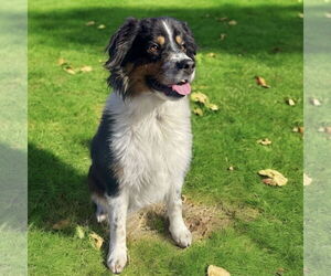 Australian Shepherd Dogs for adoption in Menifee, CA, USA