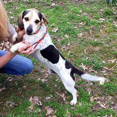Bagle Hound Dogs for adoption in Pennsville, NJ, USA