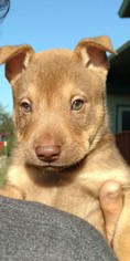Medium Photo #1 Chinese Shar-Pei-Unknown Mix Puppy For Sale in Von Ormy, TX, USA