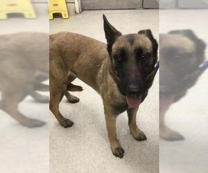 Mutt Dogs for adoption in Riverside, CA, USA