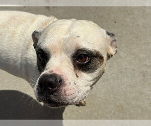 Boxer-Unknown Mix Dogs for adoption in Tulsa, OK, USA
