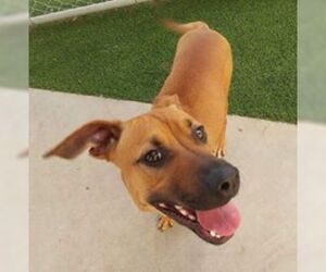 Black Mouth Cur-Boxer Mix Dogs for adoption in Alexandria, MN, USA