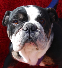 Bulldog Dogs for adoption in Phelan, CA, USA