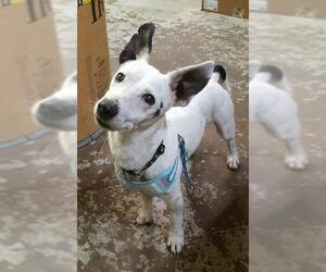 Jack Russell Terrier Dogs for adoption in Battle Ground, WA, USA