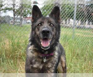 German Shepherd Dog Dogs for adoption in Aurora, CO, USA
