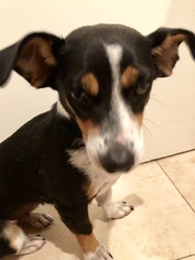 Rat Terrier Dogs for adoption in Boca Raton, FL, USA