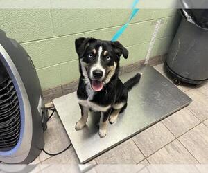 Australian Shepherd-Siberian Husky Mix Dogs for adoption in Grand Prairie, TX, USA
