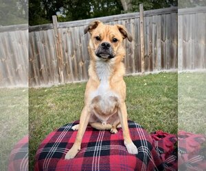Puggle Dogs for adoption in Crystal , MN, USA