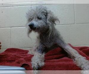 Poodle (Miniature) Dogs for adoption in Downey, CA, USA