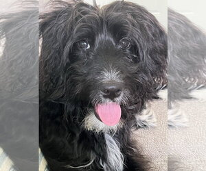 Poodle (Standard)-Unknown Mix Dogs for adoption in Cookeville, TN, USA