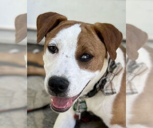 American Pit Bull Terrier-Unknown Mix Dogs for adoption in Dana Point, CA, USA