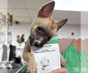 Chihuahua-Unknown Mix Dogs for adoption in Washington, DC, USA