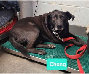 Affenpinscher-Labrador Retriever Mix Dogs for adoption in Richmond, IN, USA