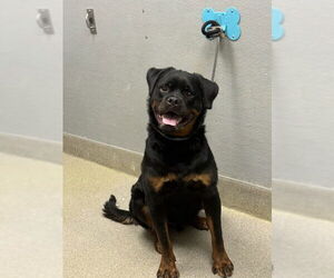 Rottweiler-Unknown Mix Dogs for adoption in Las Vegas, NV, USA