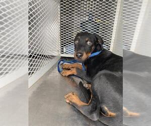 Rottweiler Dogs for adoption in Bakersfield, CA, USA