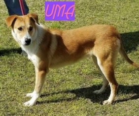 Medium Photo #1 Labrador Retriever-Unknown Mix Puppy For Sale in Fredericksburg, VA, USA