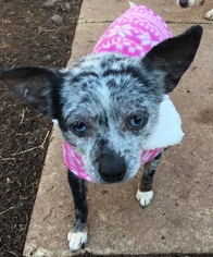 Chihuahua Dogs for adoption in Southeastern, PA, USA