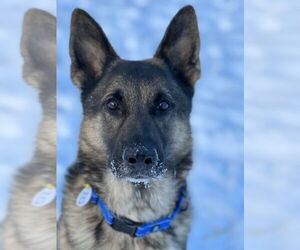 German Shepherd Dog Dogs for adoption in Mt. Airy, MD, USA