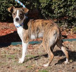Whippet Dogs for adoption in Little Rock, AR, USA
