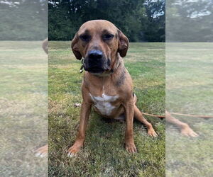 Mutt Dogs for adoption in Boston, MA, USA