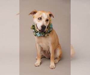 Mutt Dogs for adoption in Flower Mound, TX, USA