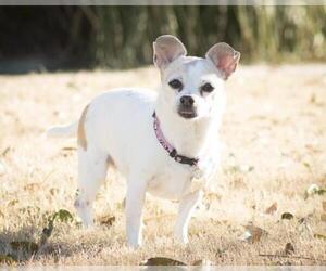 Norfolk Terrier Dogs for adoption in McKinney, TX, USA