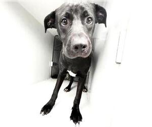Labrador Retriever-Unknown Mix Dogs for adoption in Houston, TX, USA