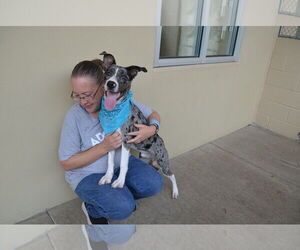 Catahoula Leopard Dog-Unknown Mix Dogs for adoption in McKinney, TX, USA