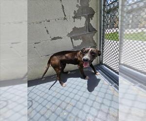 American Pit Bull Terrier-Unknown Mix Dogs for adoption in Corpus Christi, TX, USA