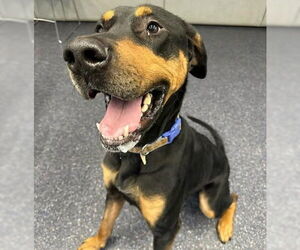 Rotterman Dogs for adoption in Anchorage, AK, USA