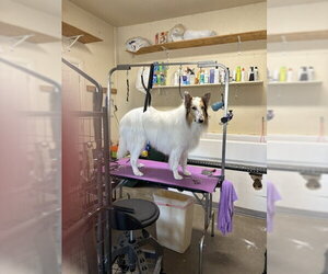 Collie Dogs for adoption in Pueblo West, CO, USA