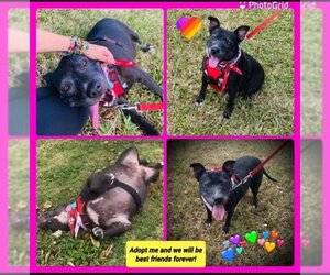 American Pit Bull Terrier Dogs for adoption in Plantation, FL, USA