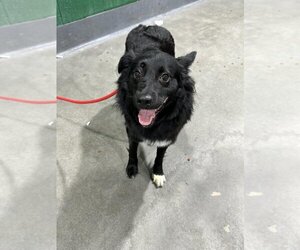Norwegian Elkhound Dogs for adoption in Forestville, MD, USA