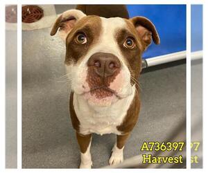 American Staffordshire Terrier Dogs for adoption in San Antonio, TX, USA