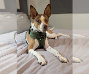 Boston Terrier-Unknown Mix Dogs for adoption in Sandy, UT, USA
