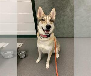 Medium Photo #2 Siberian Husky-Unknown Mix Puppy For Sale in Corpus Christi, TX, USA