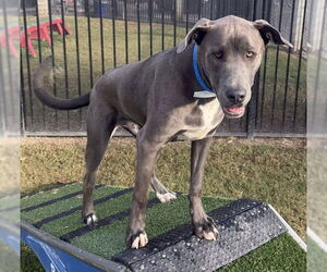 American Bulldog-Unknown Mix Dogs for adoption in Riverside, CA, USA