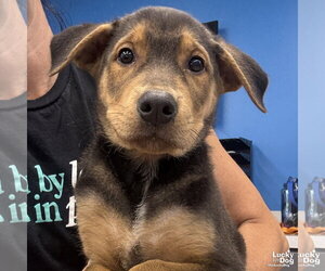 Mutt Dogs for adoption in Washington, DC, USA