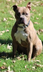 Bulloxer Dogs for adoption in Norfolk, VA, USA
