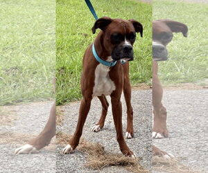 Boxer Dogs for adoption in Woodbury, MN, USA